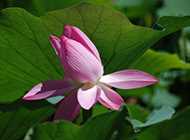 网络运营推广专员